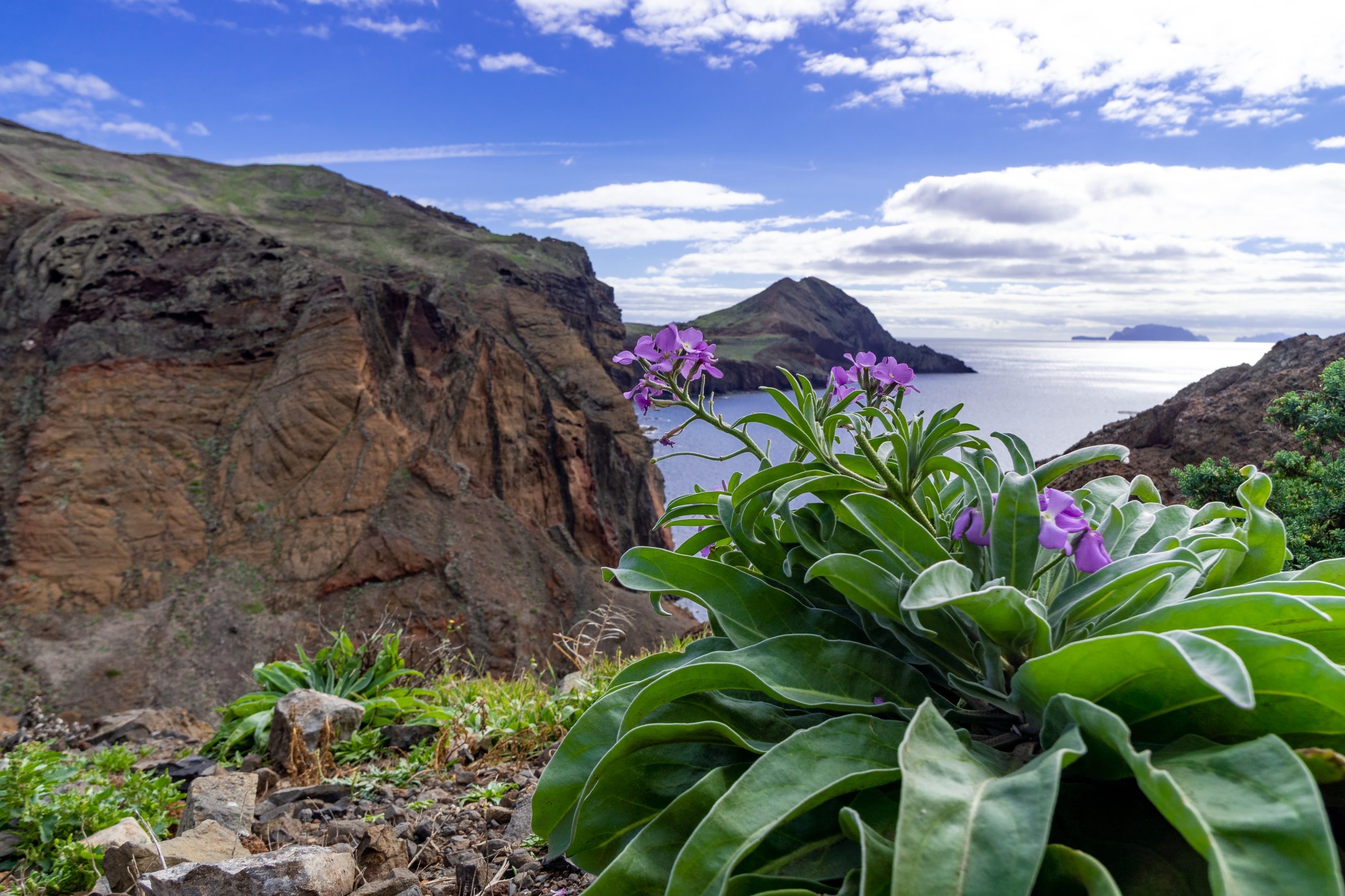 Purple flowers with a view of Madeira